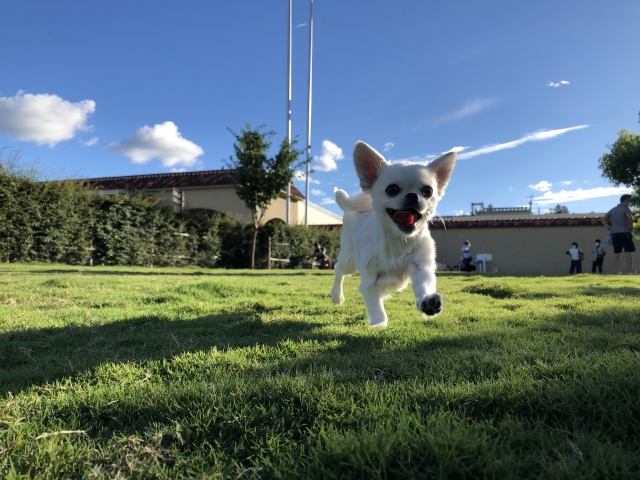 ペット
犬猫