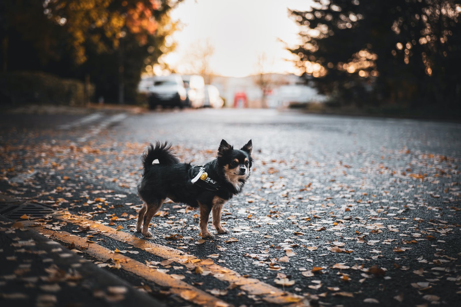 Cute Chihuahua チワワ